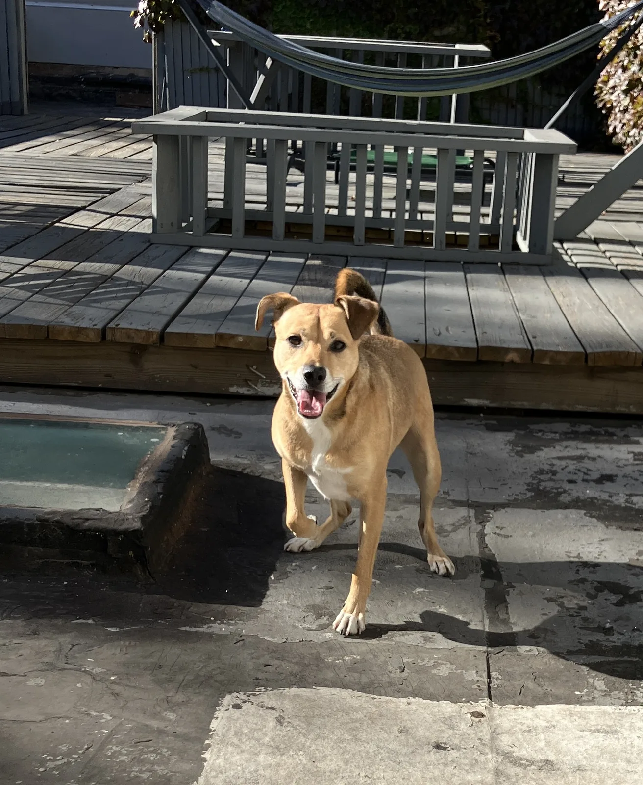 Felix standing beside a small pool and a deck.